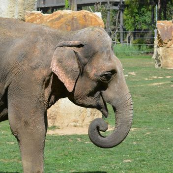 Elephant in the Zoo - Free image #274959