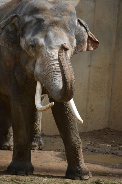 Elephant in the Zoo - Free image #274979
