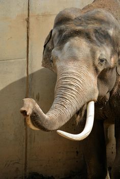 Elephant in the Zoo - Free image #274989