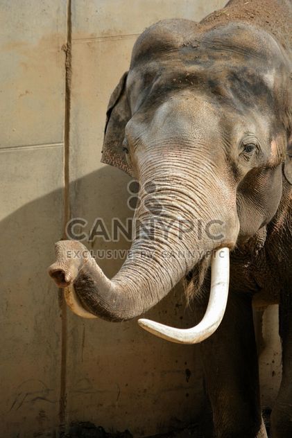 Elephant in the Zoo - Kostenloses image #274989
