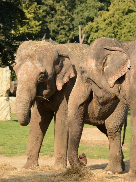 Elephants in the Zoo - Free image #274999