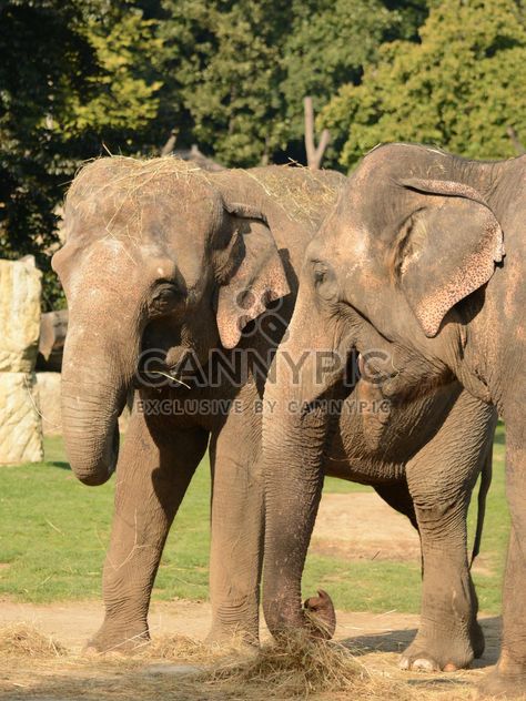 Elephants in the Zoo - Free image #274999