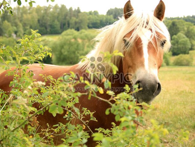 Horse on a farm - image #275069 gratis
