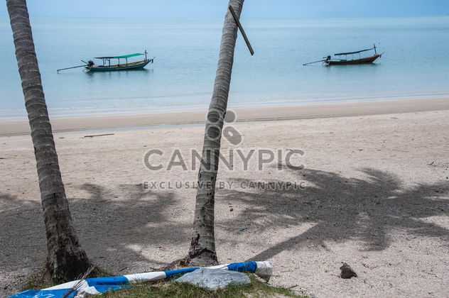Palms on the beach - image #275099 gratis