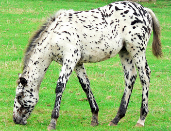 Dalmation Horse ! - image gratuit #275519 
