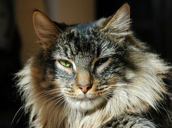 Cat Mandu - бесплатный image #275559