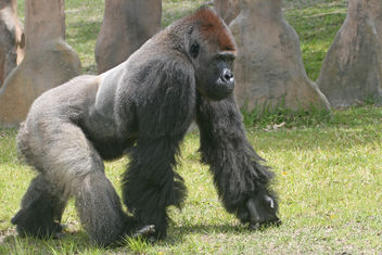 Silverback Gorilla - Kostenloses image #275579