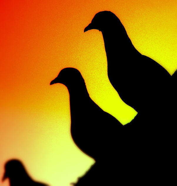 Rock pigeons 5000 +vies and 300+ Cmments - бесплатный image #275589