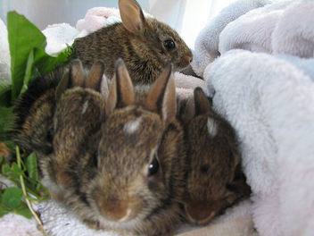 Wild Baby Bunnies Rehabbers - бесплатный image #275609