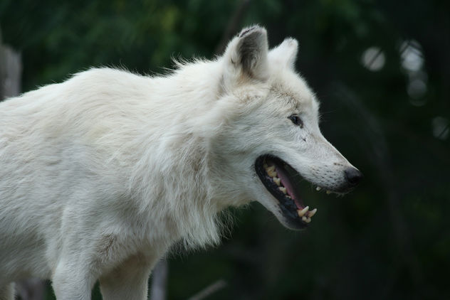 Hungry Arctic Wolf - Free image #275809