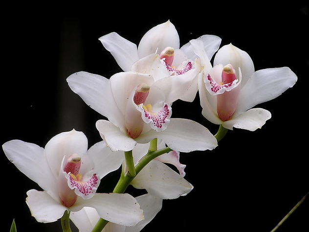white orchids - image gratuit #275869 