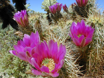 Hedgehog Cactus - бесплатный image #275909
