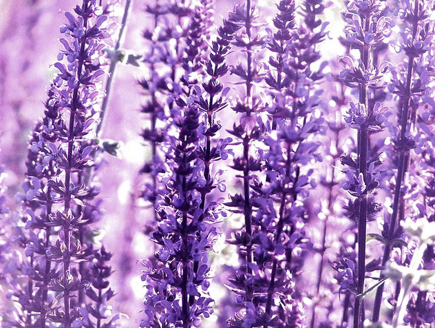 Forest Of Flowers - image #275979 gratis