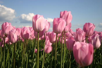 Pink Tulips - image #276039 gratis