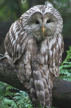Ural Owl - image #276099 gratis