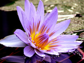 Water Lily - Kostenloses image #276249