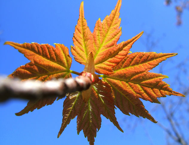 Maple leaves - Free image #276319