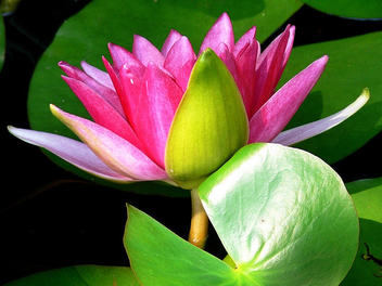Lotus - Kostenloses image #276509