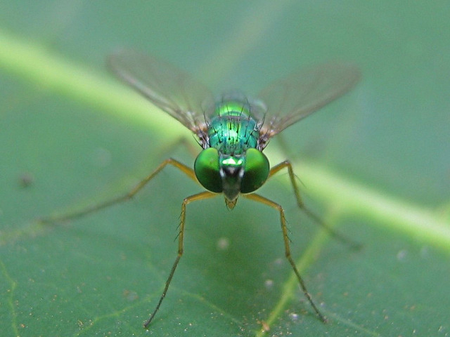 Green fly - image gratuit #276549 