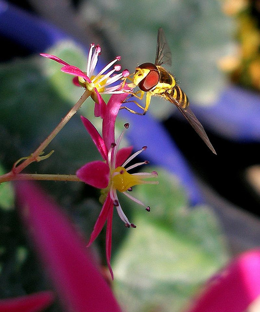 Hoverfly on a pink flower 1 - image gratuit #276619 