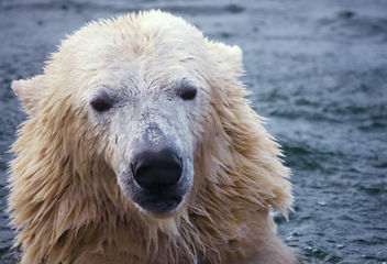 Polar bear - image #276749 gratis