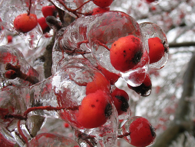 Another Central Illinois Ice Storm - Kostenloses image #276769