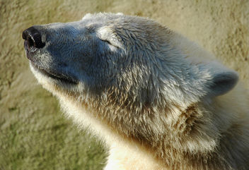 Polar bear in the sun - image #276789 gratis