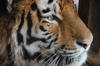 Siberian tiger - image gratuit #276809 