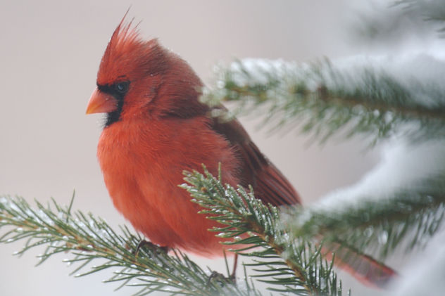 Male Cardinal in Snowy Evergreen - Kostenloses image #276879