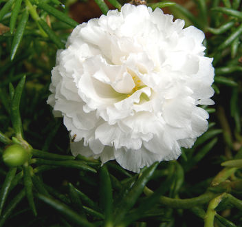 White flower - Kostenloses image #276949