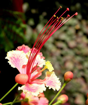 Flower and Buds - 15000+ views - image #276969 gratis