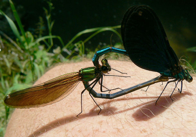 the romantic story of two damselflies, called Calopterix virgo or beautiful demoiselles, making love...on my knee - бесплатный image #277119