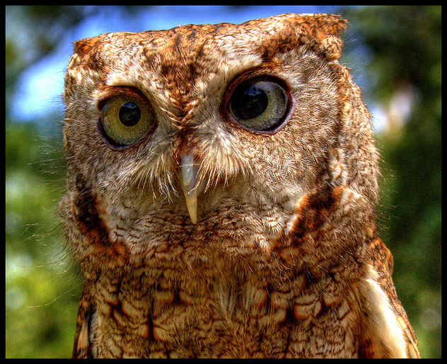 Screech Owl - Kostenloses image #277169