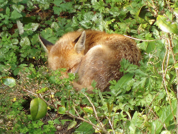 Urban Fox Sleeping - image #277279 gratis