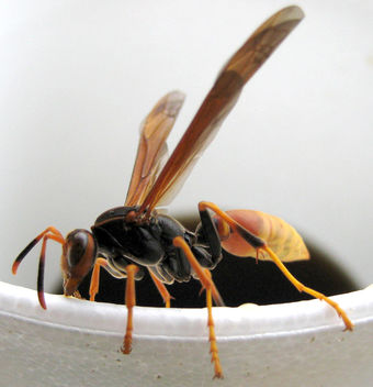 wasp in my coffee - image gratuit #277389 