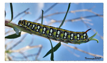 oruga - Hyles euphorbiae (larva) - image gratuit #277569 