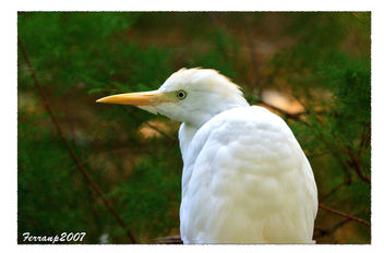 BIRDS IN WHITE - OCELLS EN BLANC Esplagabous - garcilla bueyera - cattle egret - bubulcus ibis - image #277579 gratis