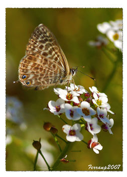 papallona 02a - mariposa, canela estriada - butterfly, Long-tailed Pea-blue - lampides boeticus - бесплатный image #277629