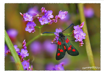 gitana 03 - zygaena trifolli -butterfly - image #277679 gratis