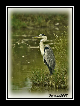Bernat pescaire - Garza real - Grey heron - Ardea cinerea - бесплатный image #277709