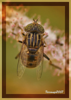 mosca de las flores - hoverfly - Eristalinus aeneus - image gratuit #277749 