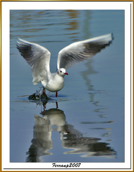Gavina vulgar 03 - Gaviota reidora - Black-headed gull - Larus ridibundus - бесплатный image #277769