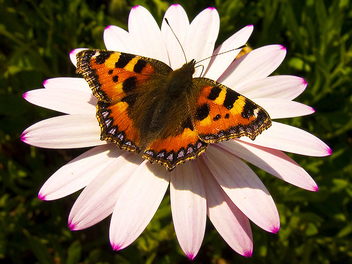 Butterfly - image gratuit #277849 