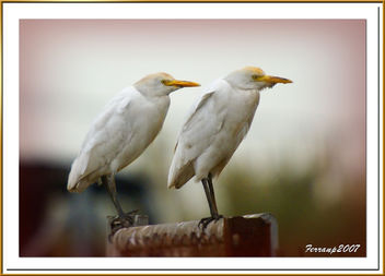 Esplugabous 02 - Garcilla bueyera - Cattle egrett - bubulcus ibis - image gratuit #277859 