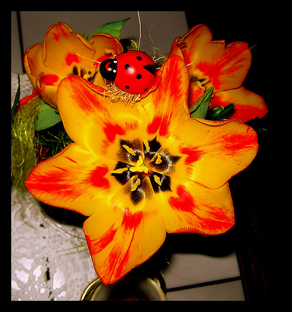 beautiful_tulips - Free image #278019