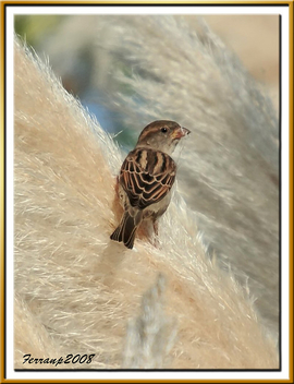 pardaleta 02 - gorrioncilla - house sparrow - passer domesticus - Free image #278029