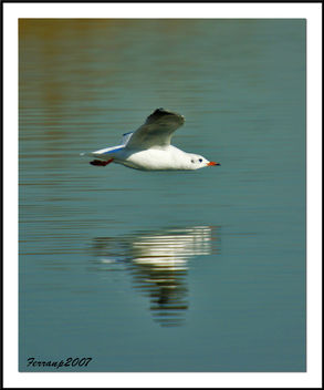 Gavina vulgar 07 - Gaviota reidora - Black-headed gull - Larus ridibundus - Free image #278099