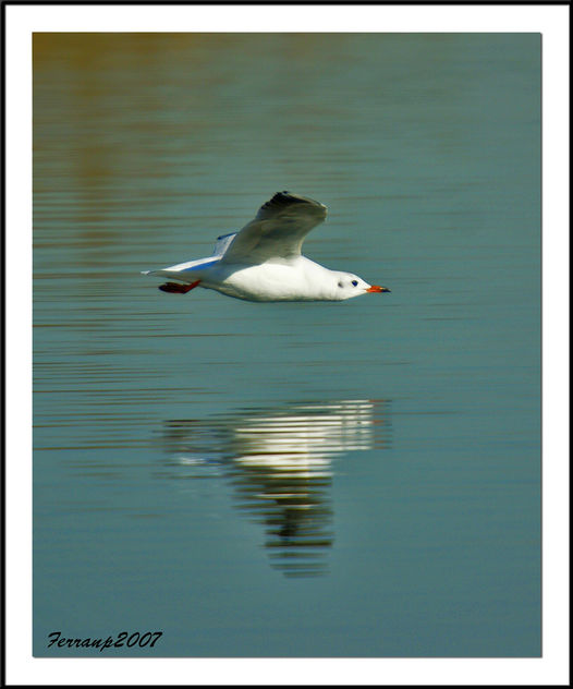 Gavina vulgar 07 - Gaviota reidora - Black-headed gull - Larus ridibundus - image gratuit #278099 