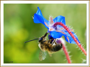 abeja libando una borraja 04 - bee sucking a borage flower - abella libant una borraina - Free image #278129