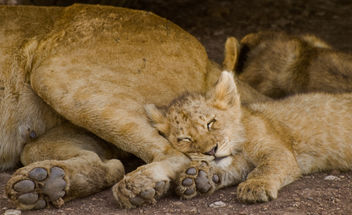 Sleeping Lion Cub - image #278219 gratis